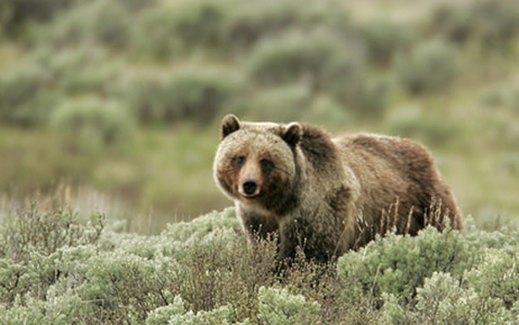 Grizzly Bear near Yellowstone Park