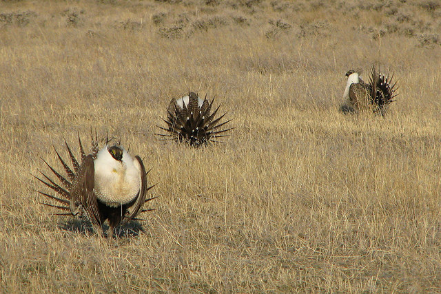 Sage grouse in their natural habitat, by USDA, CC2.0